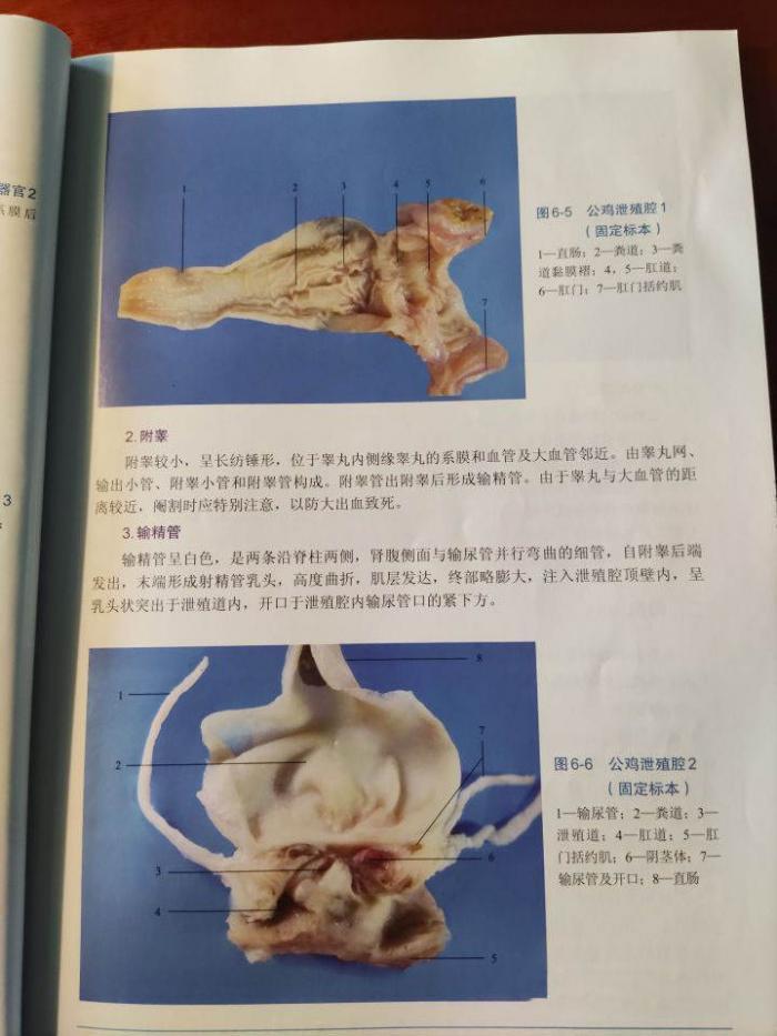 为什么鸡365天都在下蛋？也没看见公鸡和母鸡每天交配 第9张