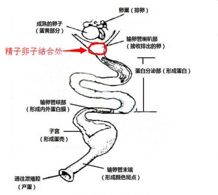 为什么鸡365天都在下蛋？也没看见公鸡和母鸡每天交配 第13张