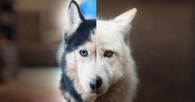 狗狗去世前，为何会藏在主人找不到的地方？事实没那么简单 第7张