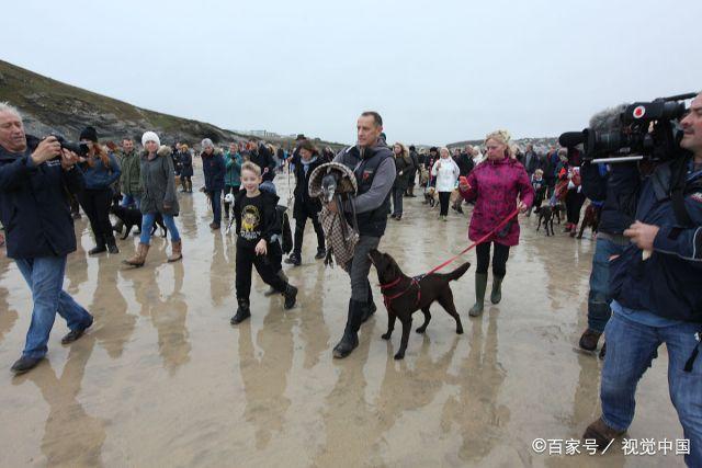 狗狗去世前，为何会藏在主人找不到的地方？事实没那么简单 第23张