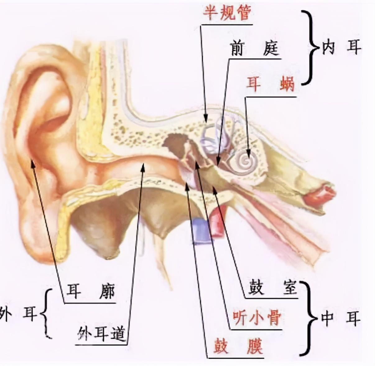 为什么有的人会晕车、晕船？能不能治好? 第3张