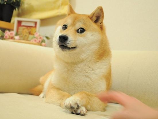 为什么单身要叫单身狗，而不是单身猫，单身猪? 第3张