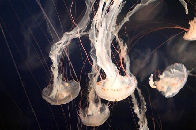 没有脑子的水母是怎么称霸海洋的？ 第3张