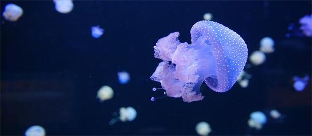 没有脑子的水母是怎么称霸海洋的？ 第5张