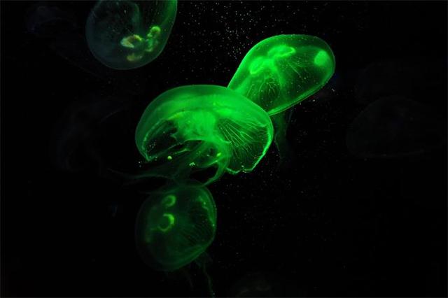 没有脑子的水母是怎么称霸海洋的？ 第7张