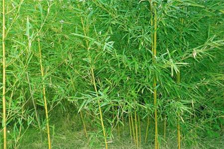 熊猫爱吃的竹子是树还是草？ 第3张