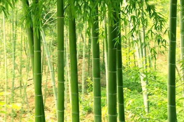 熊猫爱吃的竹子是树还是草？ 第7张