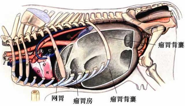 趣知识：牛为什么有那么多胃，都起什么作用? 第3张