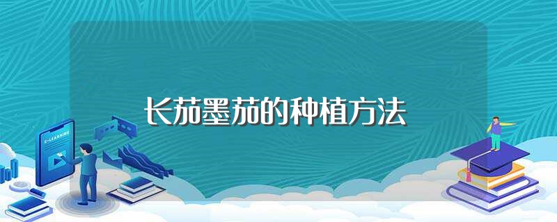 长茄墨茄的种植方法（茄子什么时间种最好） 第1张