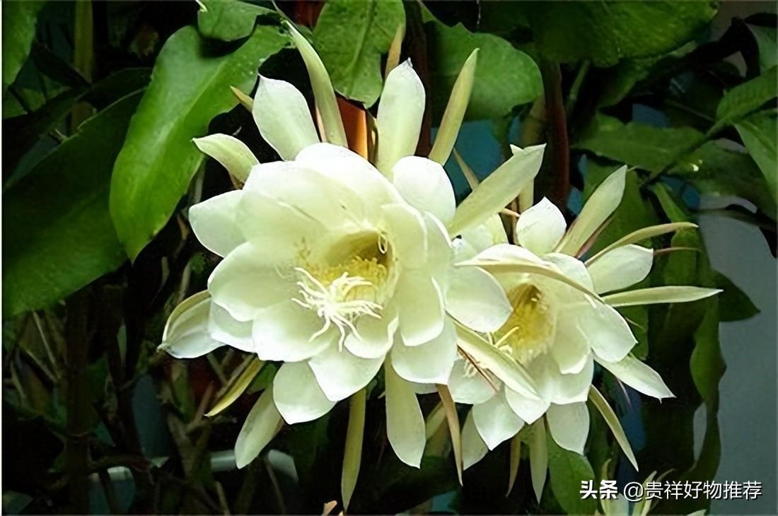 夏季开放的十种花卉 夏天开的花有哪些 第9张
