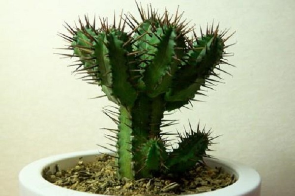 防辐射植物排行榜前十名（十大防辐射植物排行榜） 第3张