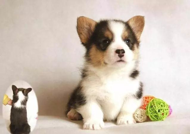 45种名犬，您都认识吗？ 第145张
