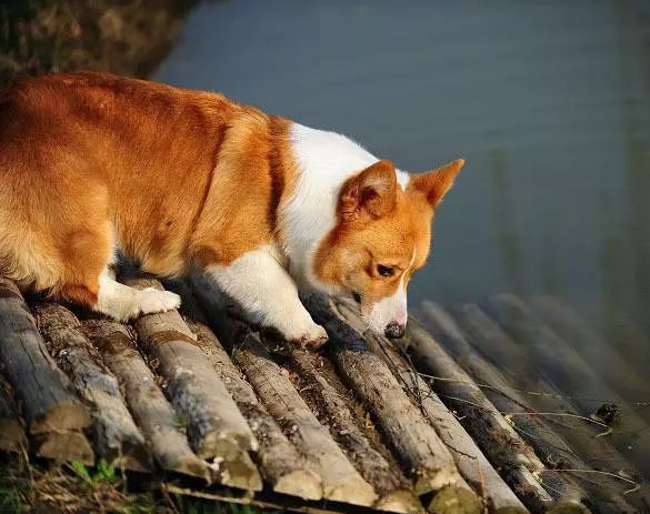 45种名犬，您都认识吗？ 第147张