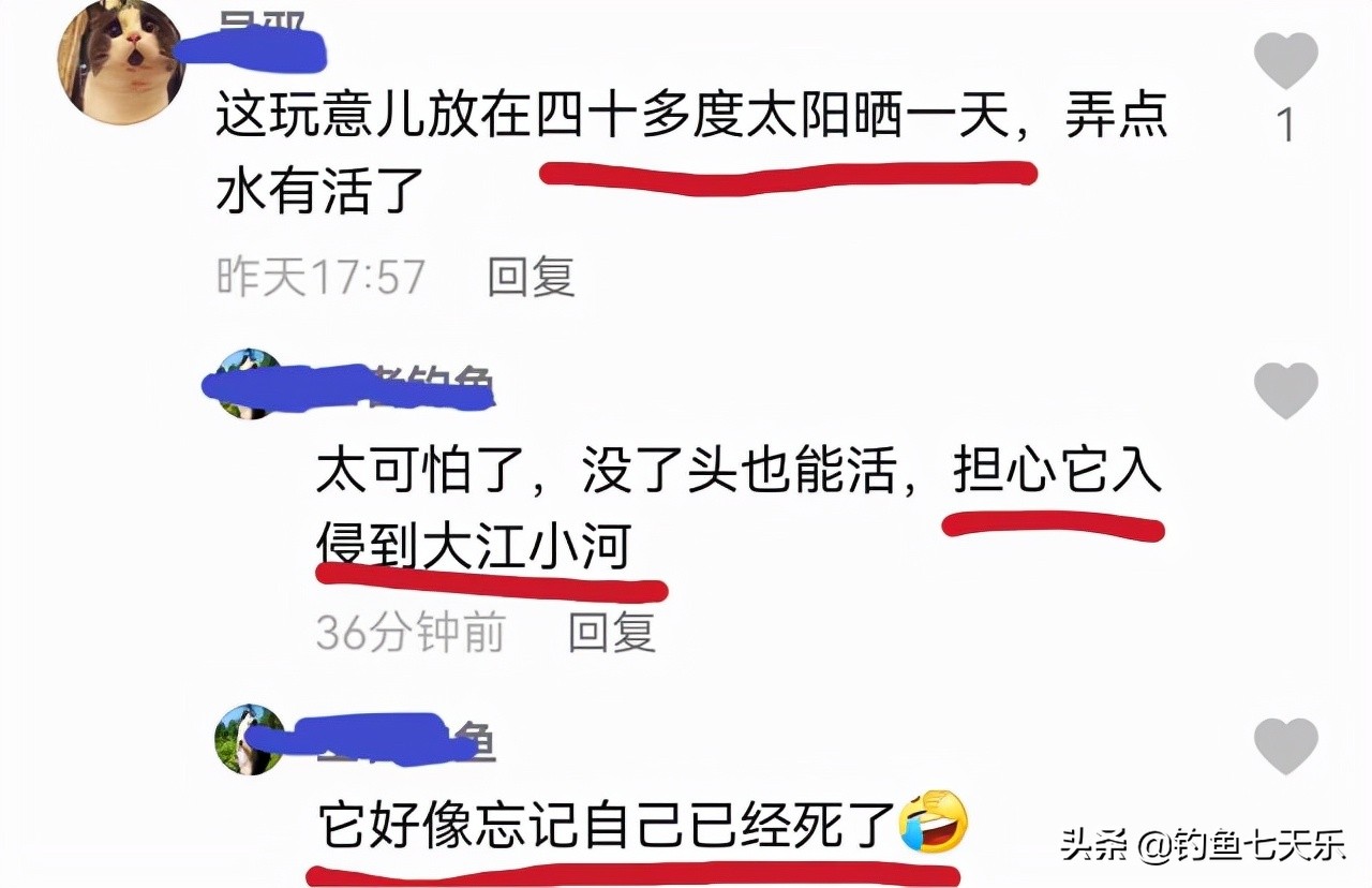 暴晒三天还能活吗？清道夫的顽强让网友大开眼界：没了头还在游动 第9张