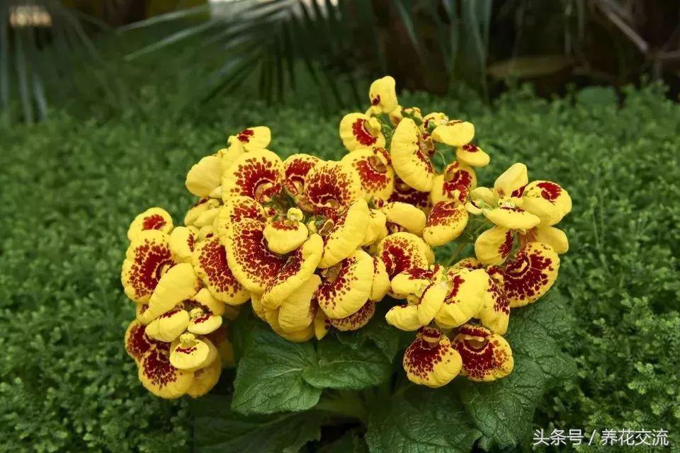 十大橙色最好看的花（开橙色花的植物有哪些） 第5张