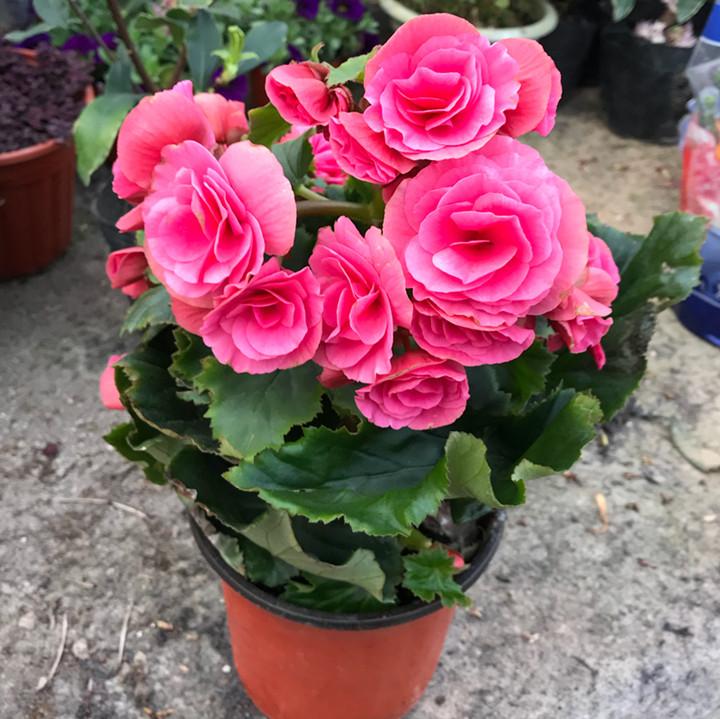 种最容易种植的四季花