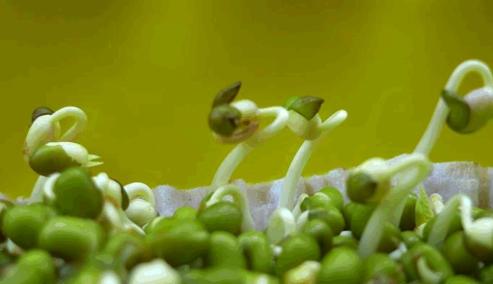 豆芽的生长过程记录[豆芽生长四个阶段和观察日记] 第3张