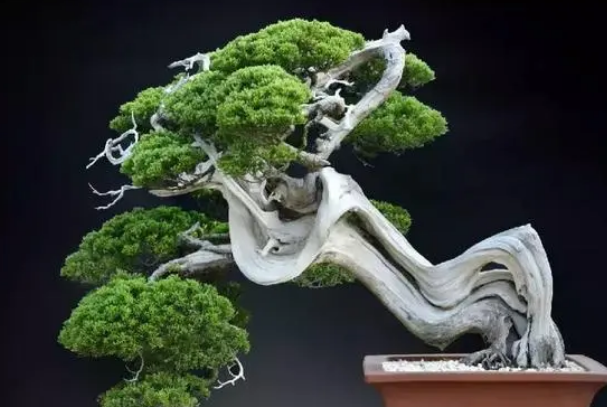 十大名贵盆景（最名贵的盆景有哪些） 第3张