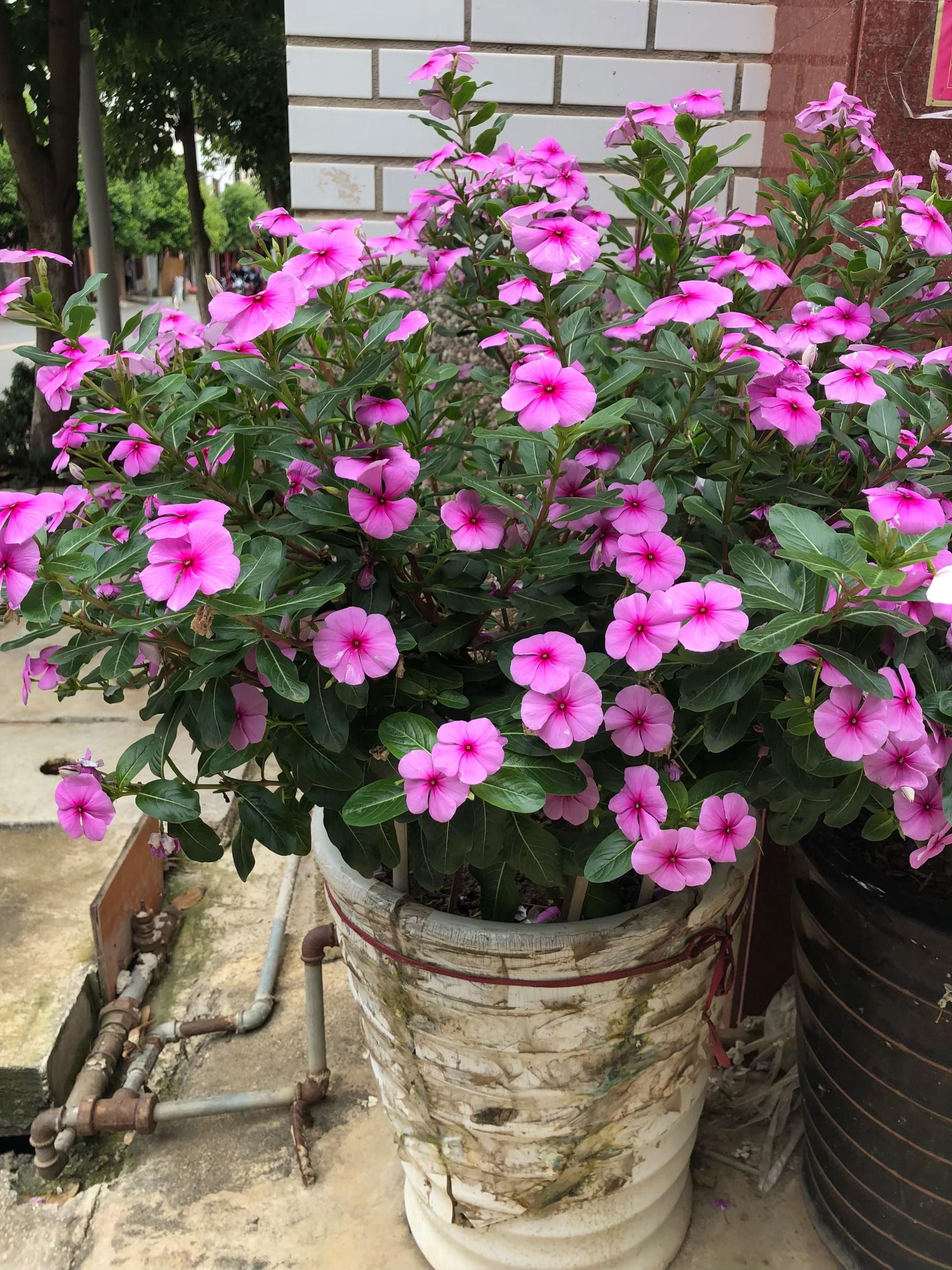 种最容易种植的四季花
