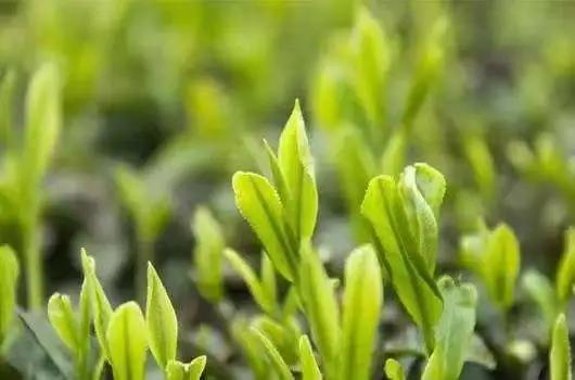 中国最贵的茶叶前十名（盘点国内最贵的十大天价茶） 第33张