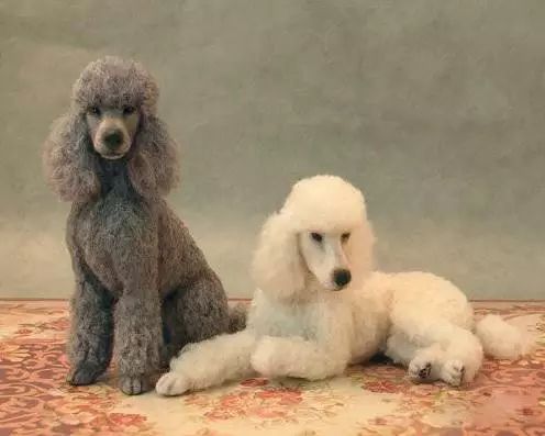 45种名犬，您都认识吗？ 第129张