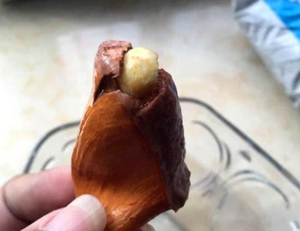 不要再舍不得吃榴莲了，将种子埋土里，第二年就能开花结果 第7张