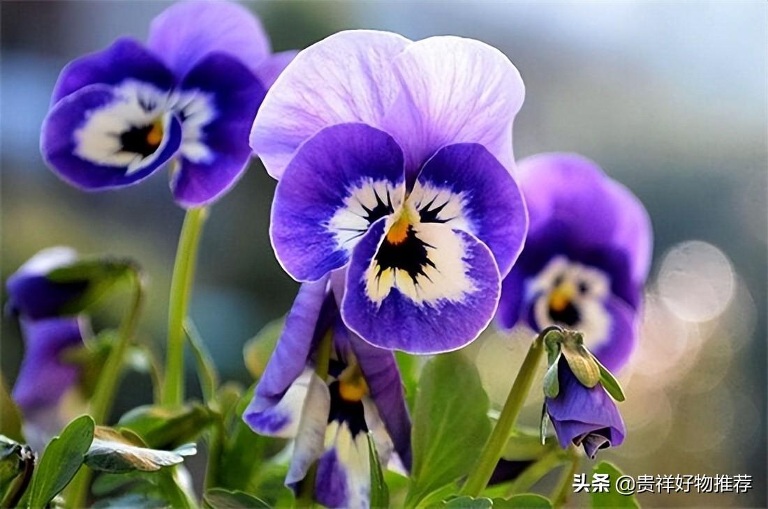 夏季开放的十种花卉 夏天开的花有哪些 第17张