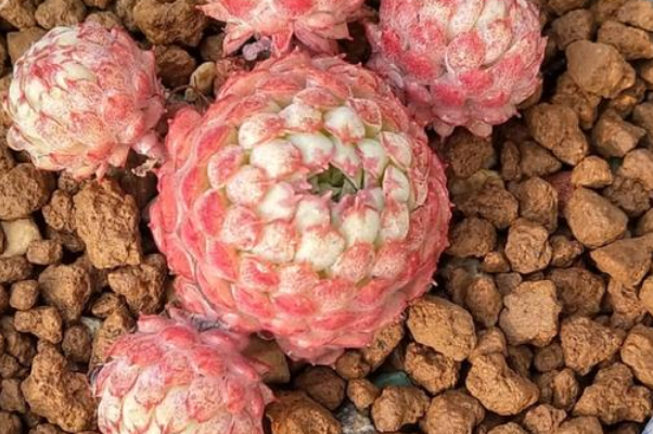 十大最难养多肉（多肉难养排行榜的有哪些多肉） 第9张