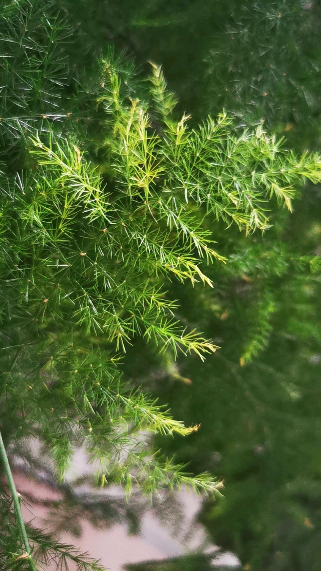 4种适合给朋友的花，寓意友谊长存，赶紧送一盆吧 第7张