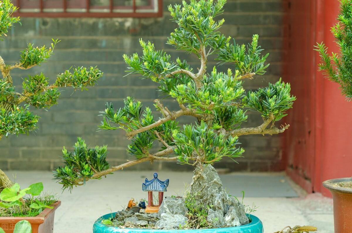 屋前种什么树最旺风水（门前最好种哪6种树最旺宅旺财） 第3张