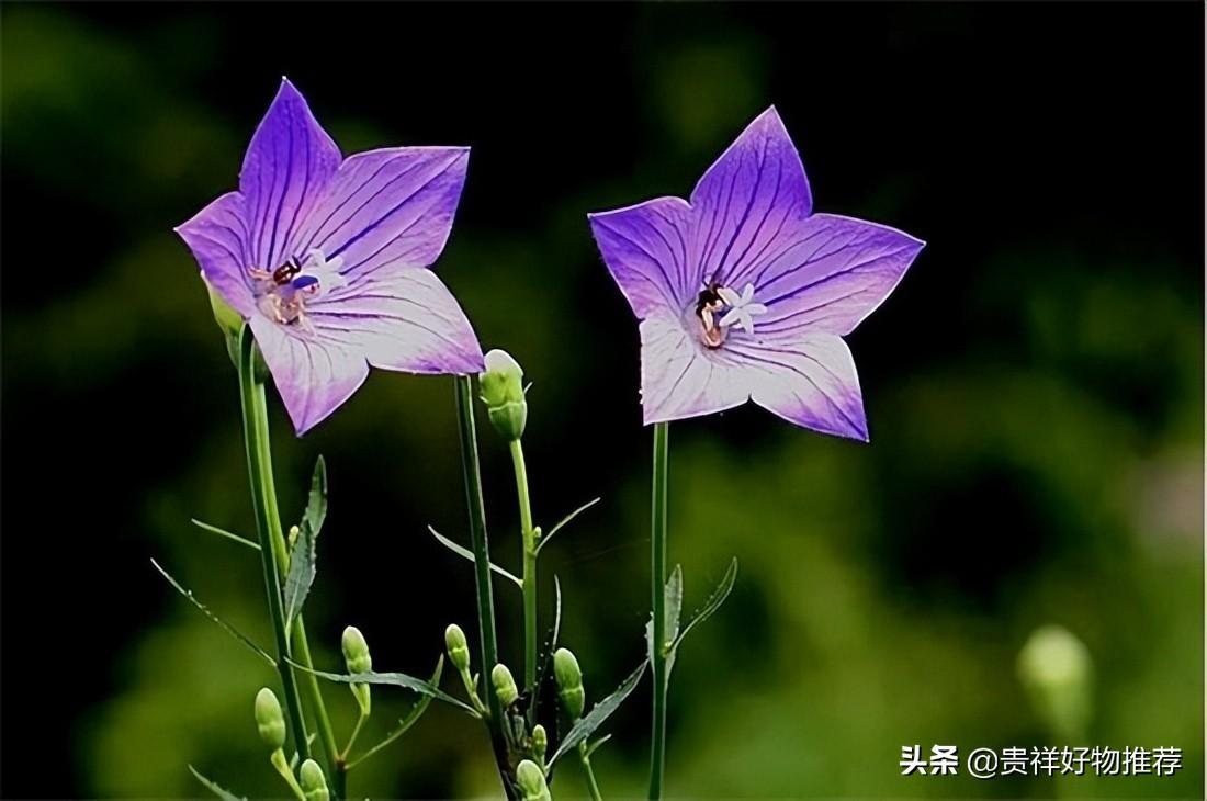 夏季开放的十种花卉 夏天开的花有哪些 第19张