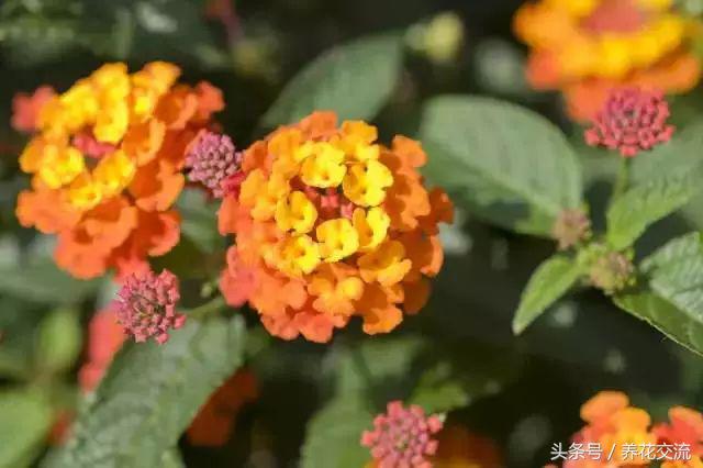 十大橙色最好看的花（开橙色花的植物有哪些） 第1张