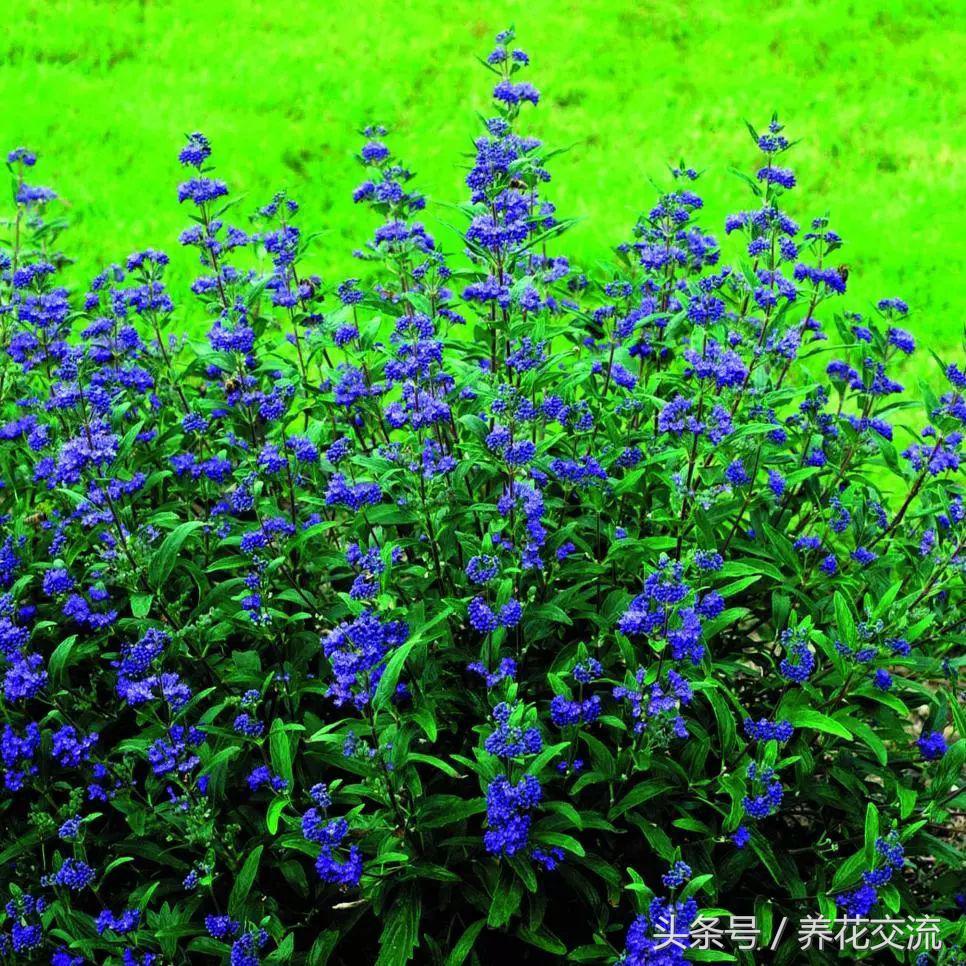 适合碱性土壤的10种开花植物（碱性土壤适合种植什么花） 第3张