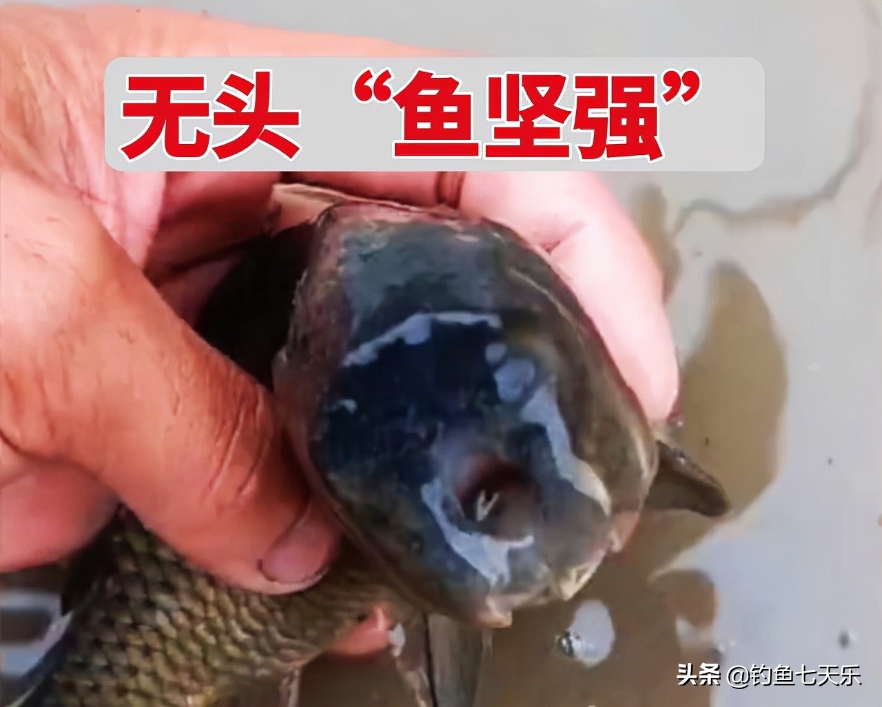 暴晒三天还能活吗？清道夫的顽强让网友大开眼界：没了头还在游动 第11张