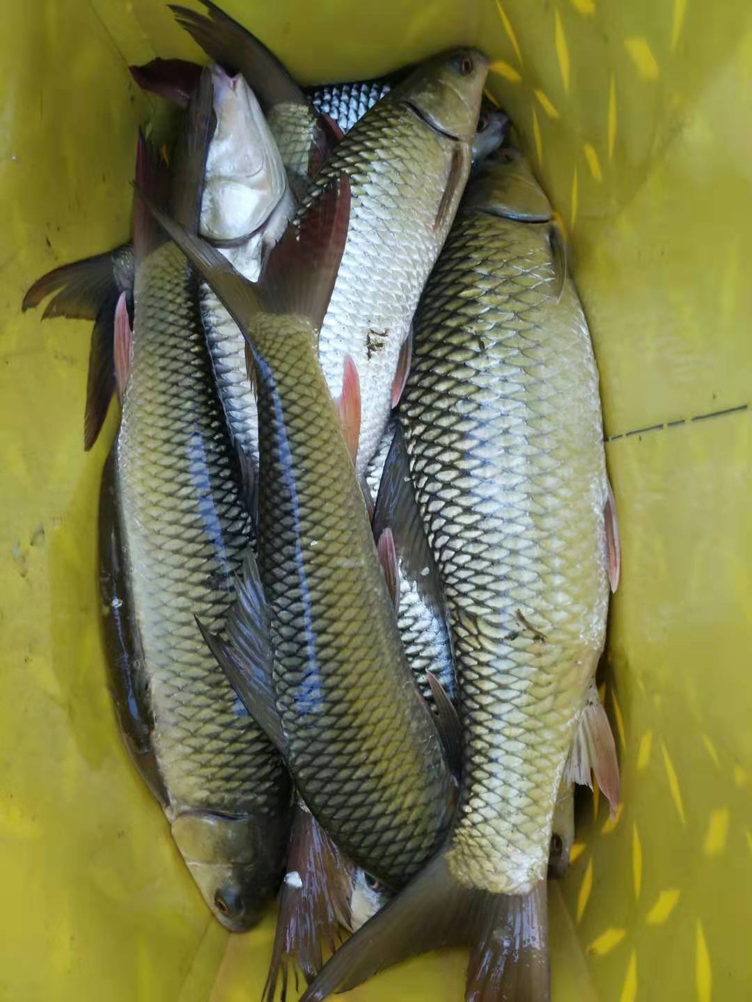 降温后野钓鲮鱼攻略，饵料和添加很关键，爆护并不难 第5张