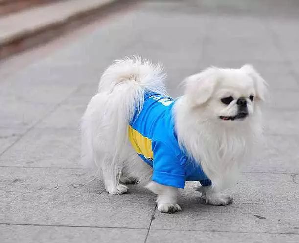 45种名犬，您都认识吗？ 第161张