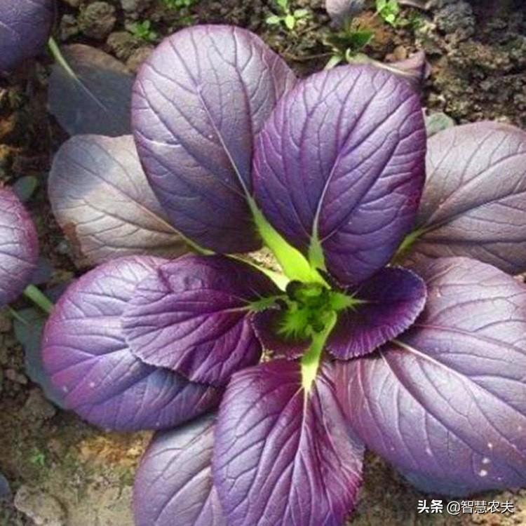 常见21种紫色的水果和蔬菜（紫色的蔬菜水果有哪些） 第29张