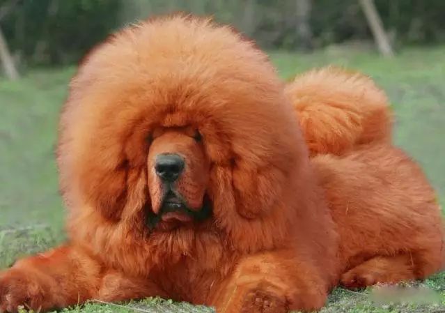 45种名犬，您都认识吗？ 第121张