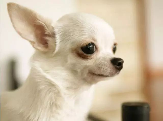45种名犬，您都认识吗？ 第83张