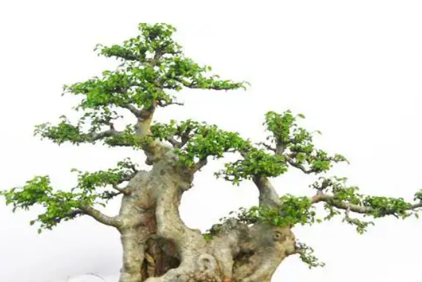 十大名贵盆景（最名贵的盆景有哪些） 第11张