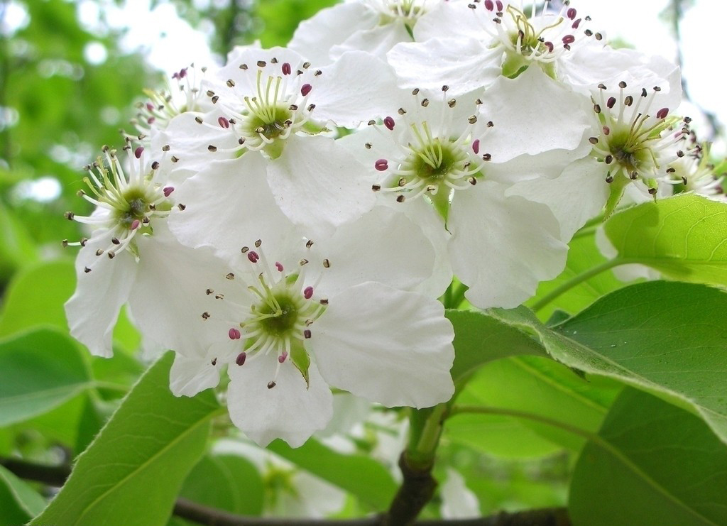 0种最漂亮好养的白色花（白色的花有哪些及花名图片）"