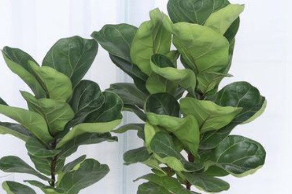 沙发旁边适合放什么植物（沙发边上适合放的六种盆栽植物） 第1张