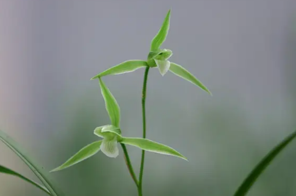 春剑十大名品（经典的春剑品种是哪些） 第13张