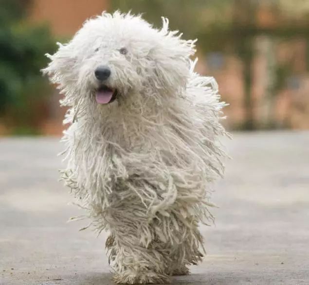 45种名犬，您都认识吗？ 第167张