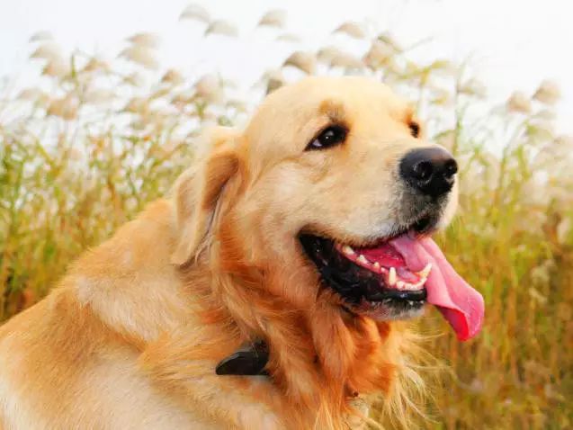 45种名犬，您都认识吗？ 第143张
