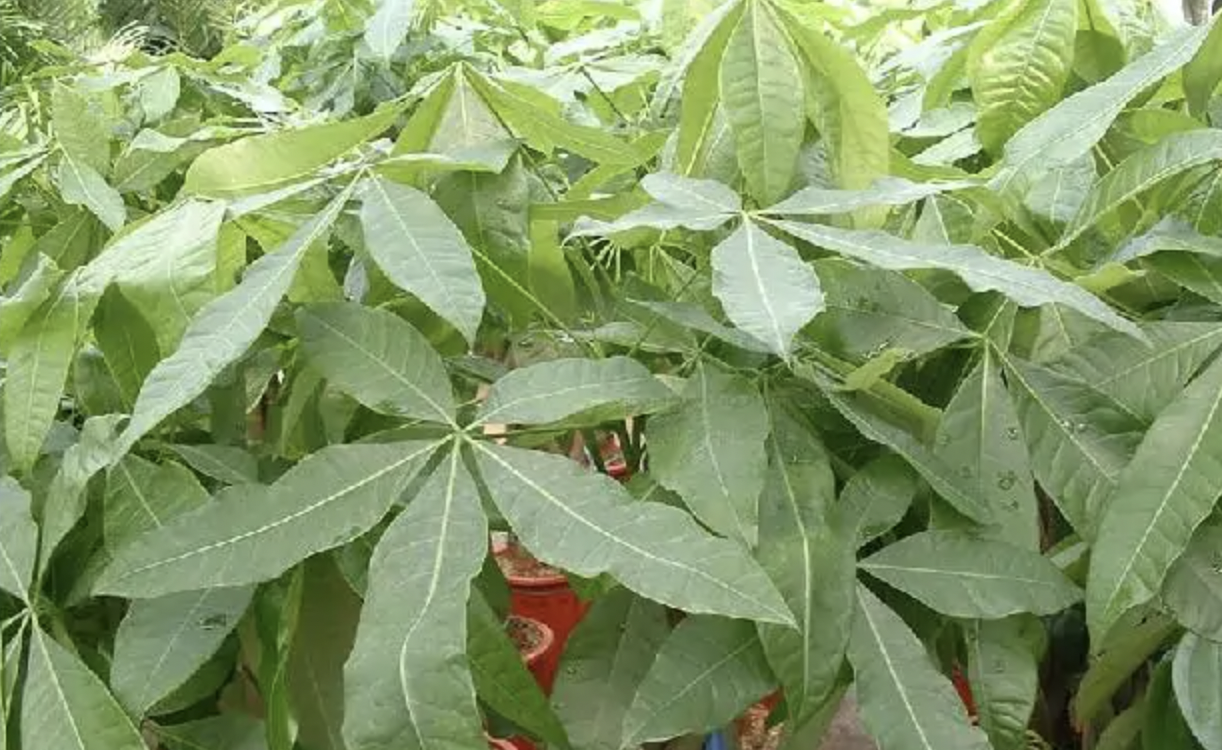 室内最适宜养的花草有哪些 4类最适宜室内养的花卉 第1张