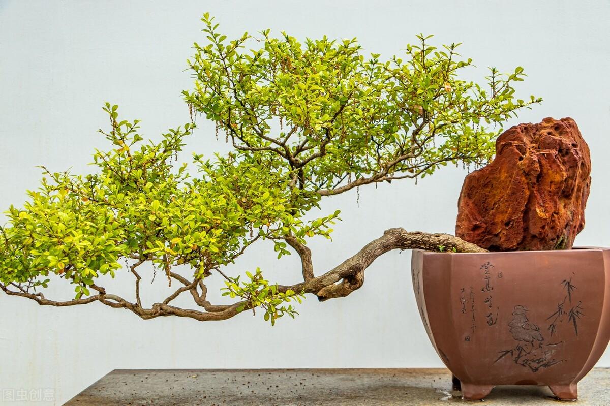 屋前种什么树最旺风水（门前最好种哪6种树最旺宅旺财） 第7张