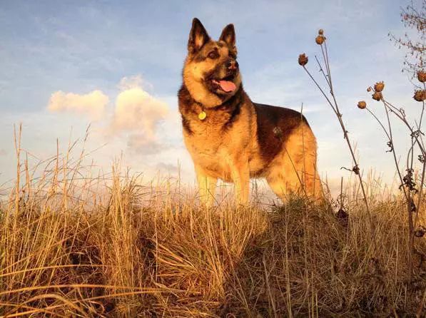 45种名犬，您都认识吗？ 第103张