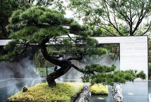 中国十大吉祥树（家里种十大吉祥树有哪些） 第7张