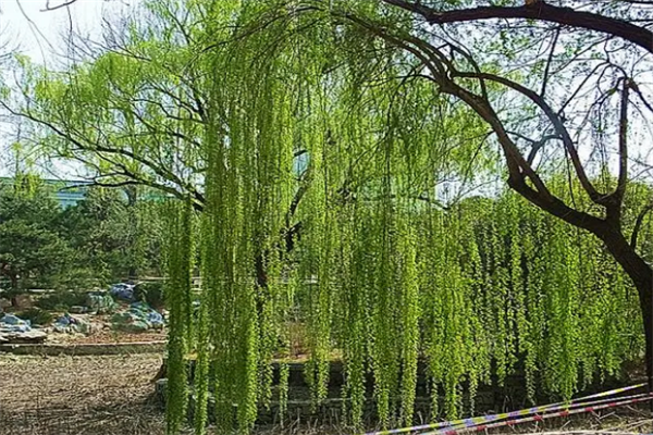 世界十大行道树（盘点十大行道树） 第17张